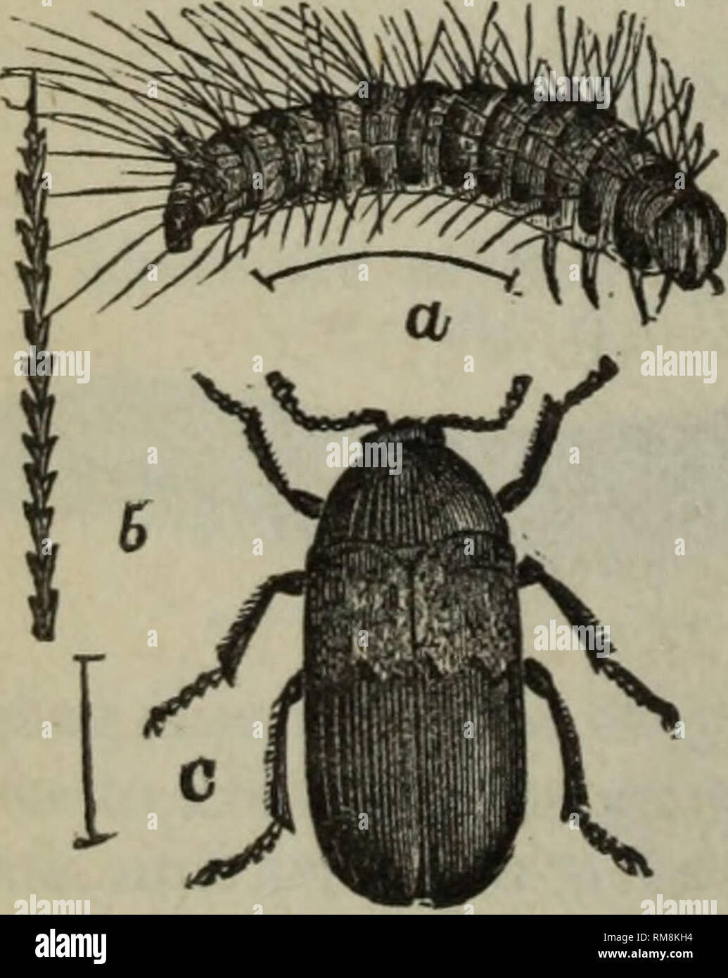 . Relazione annuale - Società Entomologica di Ontario. Società Entomologica di Ontario; pesti di insetto; gli insetti. 26 pesti di famiglia. Da Giuseppe Williaius, London, Ontario. 1. La pancetta Beetle (Dermestes lardarius). j 3. La zanzara {Culex pipiens f). 2. I vestiti Moth {Tinea fiavifrontella), 4. La mosca di casa {Musca domestica). Introduzione. Come finora gli insetti trattati in queste relazioni annuali sono state principalmente quelli che riguardano il nostro campo e prodotti da giardino, si è ritenuto opportuno e appropri- ate per il carattere delle relazioni, a dire alcune parole relative a quegli insetti whi Foto Stock