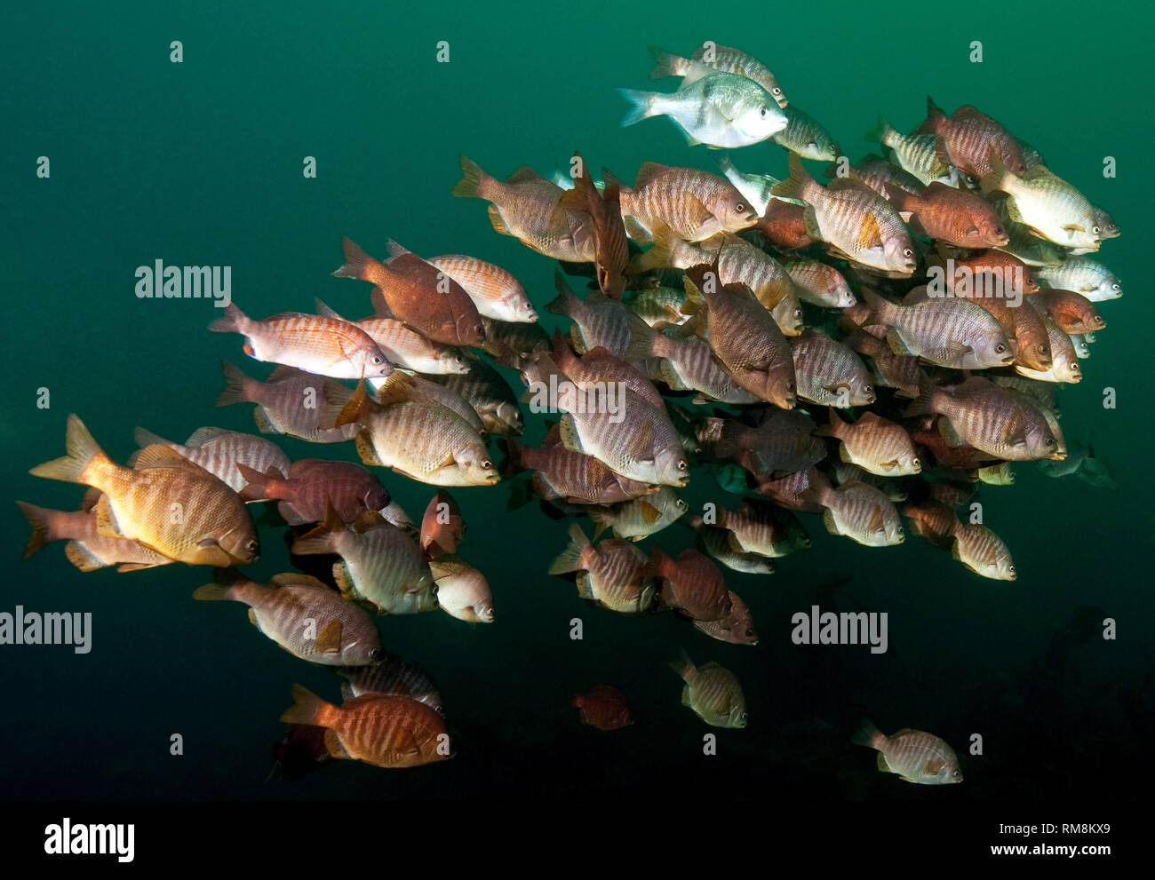 Scuola di pesce persico oltre il relitto di Avalon Foto Stock