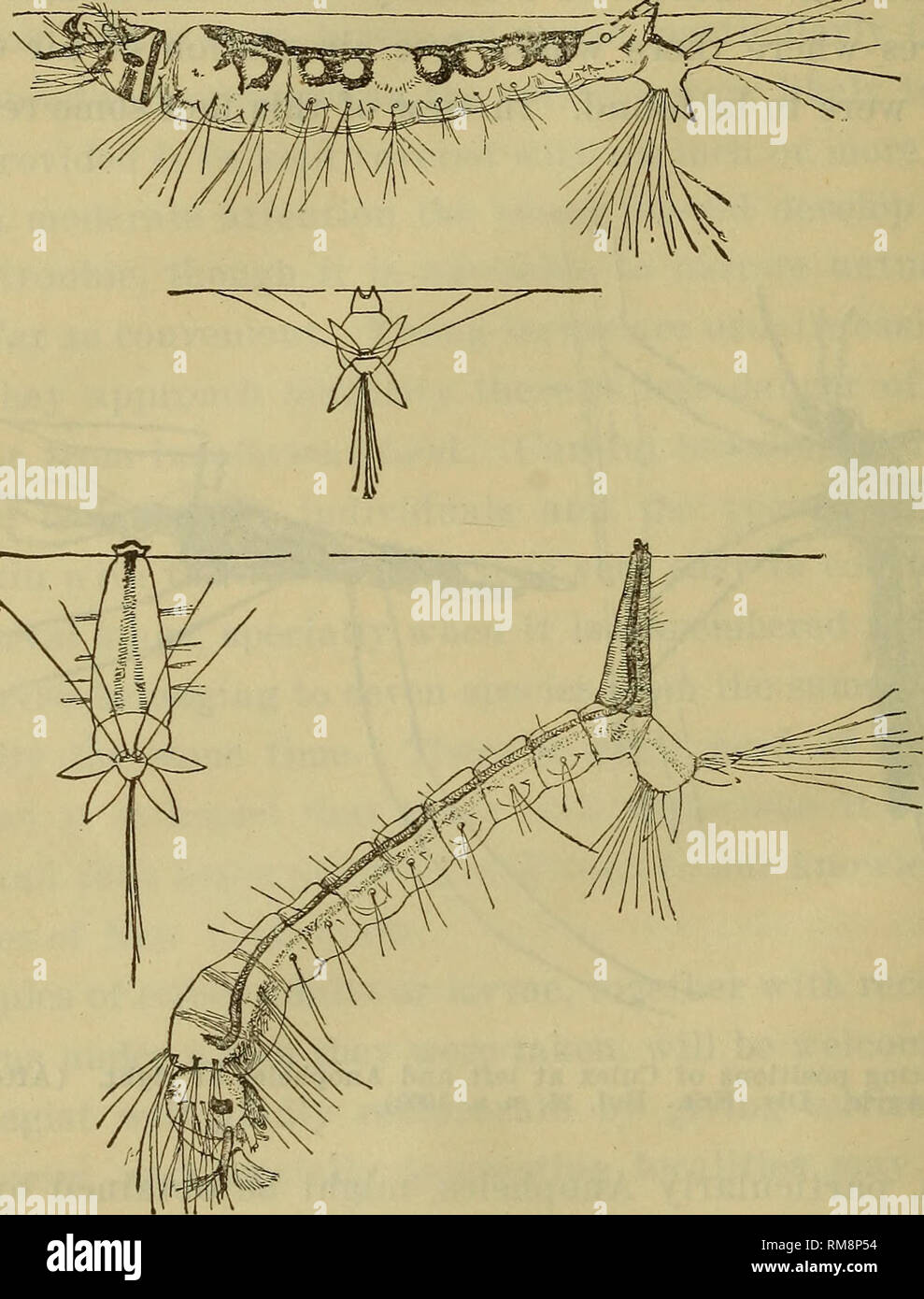 . Relazione annuale. Museo Statale di New York; scienza; scienza. 254 NEW YORK MUSEO DI STATO correnti di terra o nel lato delle piscine o fondali bassi di campo molle o scavi artificiale riempito con acqua. Piccole larve si trovano in tali luoghi, in particolare laddove vi è una certa quantità di feccia verde. Nuttall e Shipley stato che in Inghilterra queste larve si trovano in pool, fossi backwaters di fiumi e. Fig. 4 caratteristica posizione di alimentazione della zanzara anofele larva nella figura superiore e quello di Culex nella figura in basso. (Dopo Howard, U. S. Dep't Agric. Fai da te. Etit. Bui. 25, n. s. 1900) canali e Foto Stock