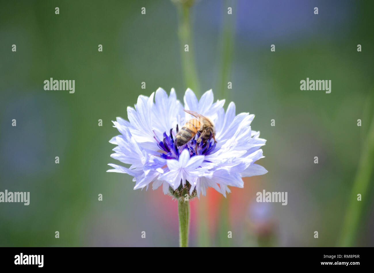 Bee impollinatori viola blu fiordaliso Centaurea cyanus Flower Foto Stock