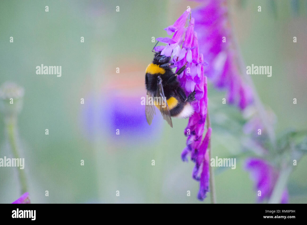 Le api di impollinazione viola Rosa Foxglove fiori ad Incheon Grand Park Giardino Botanico Foto Stock