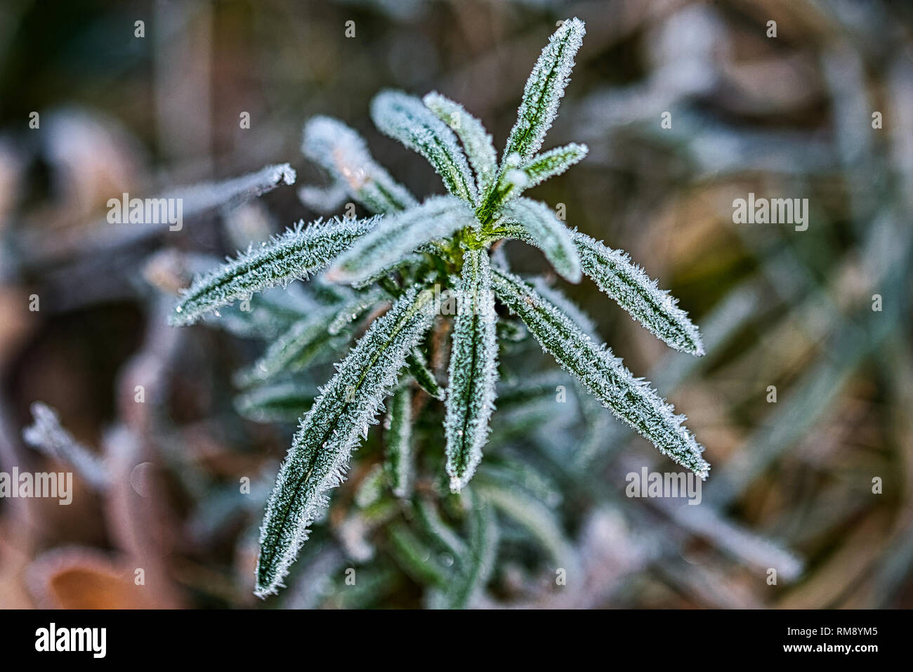 La natura congelati congelati piante mattina ghiacciata Foto Stock