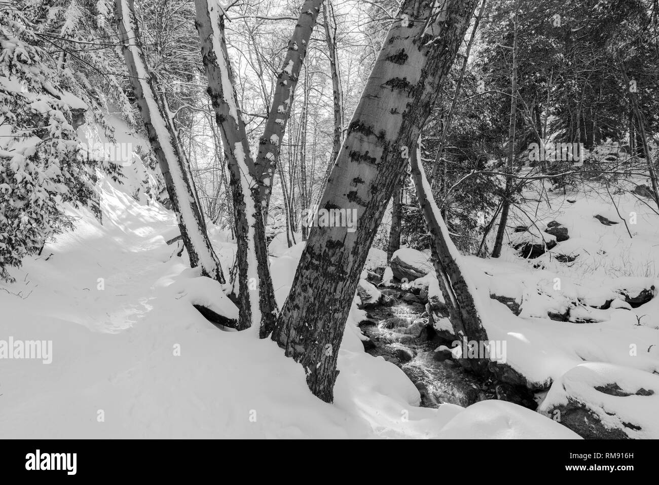 Bianco e nero nevoso inverno vista di Ice House Canyon Trail e creek in montagne di San Gabriel vicino a Mt. Baldy e Los Angeles nel sud Californ Foto Stock