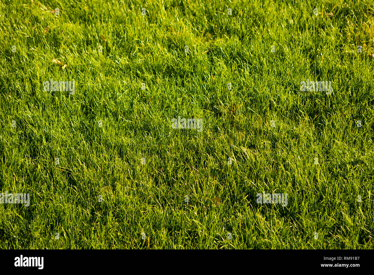 Verde prato o prato utile come sfondo di erba Foto Stock