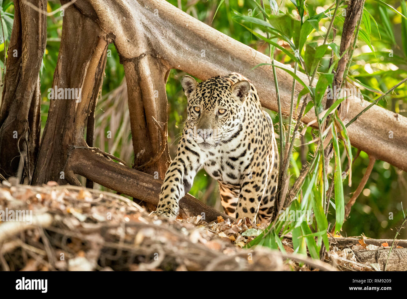 Jaguar, Panthera onca, Pantanal, Mato Grosso, Brasile Foto Stock