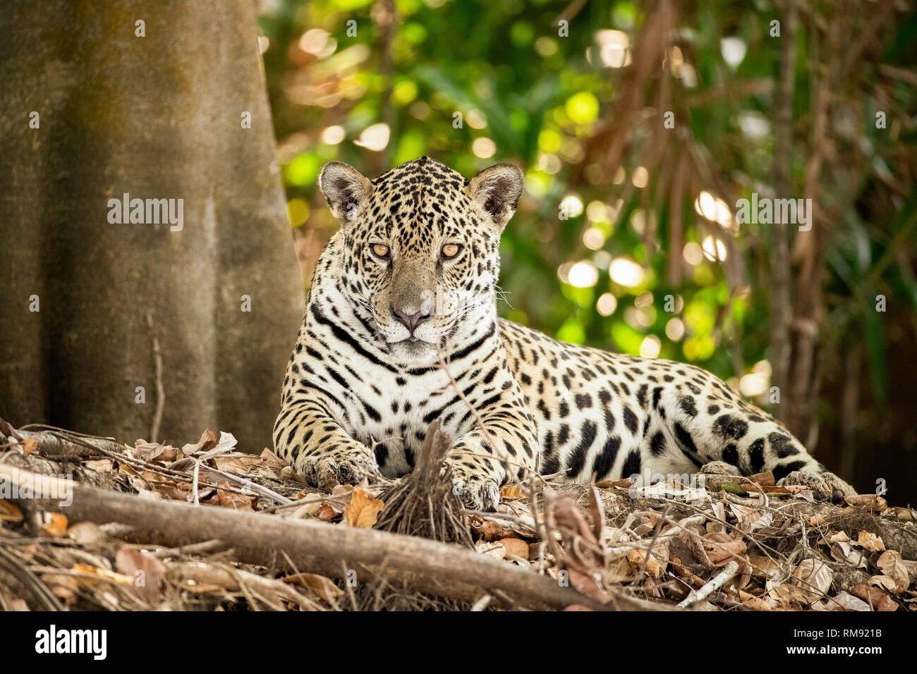 Jaguar, Panthera onca, Pantanal, Mato Grosso, Brasile Foto Stock