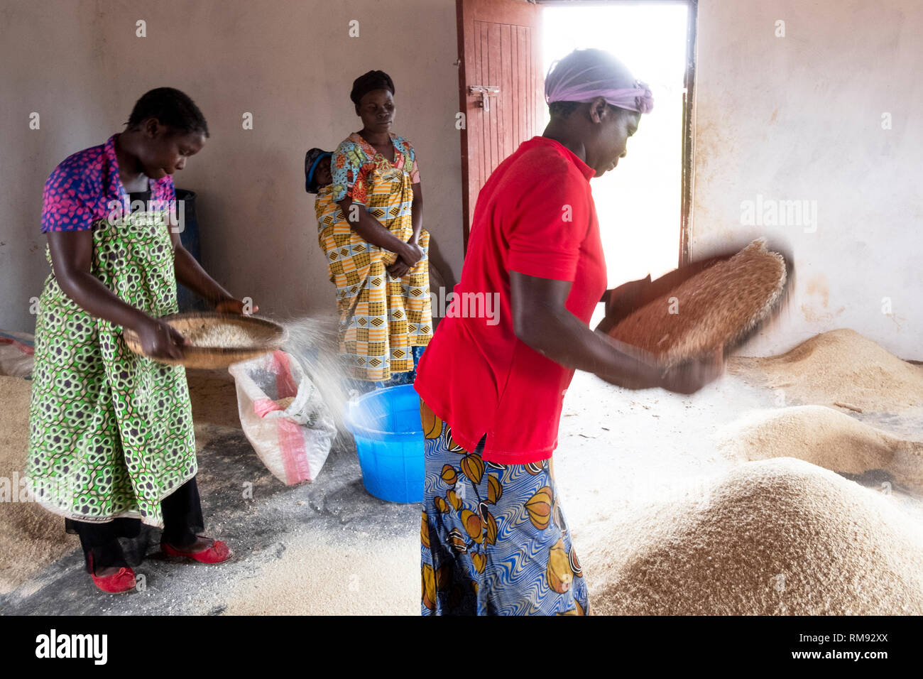 La sbramatura grano in Dzaleka, Dowa, Malawi Foto Stock