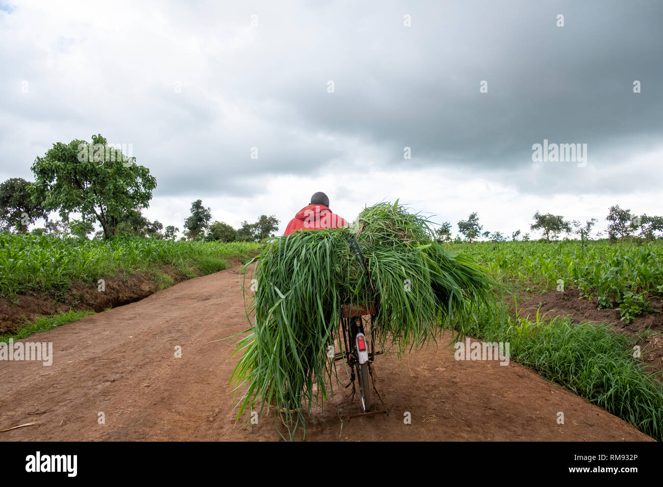 Un abitante di un villaggio con un fascio di erba sulla sua bicicletta in Dzaleka, Dowa, Malawi Foto Stock
