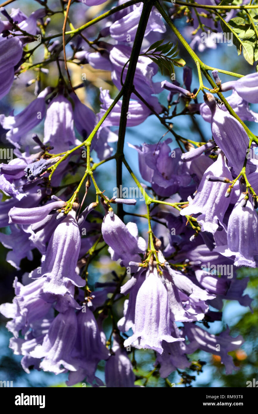 Blu (Jacaranda Jacaranda mimosifolia) fiori crescono in San Diego California - primo piano Foto Stock