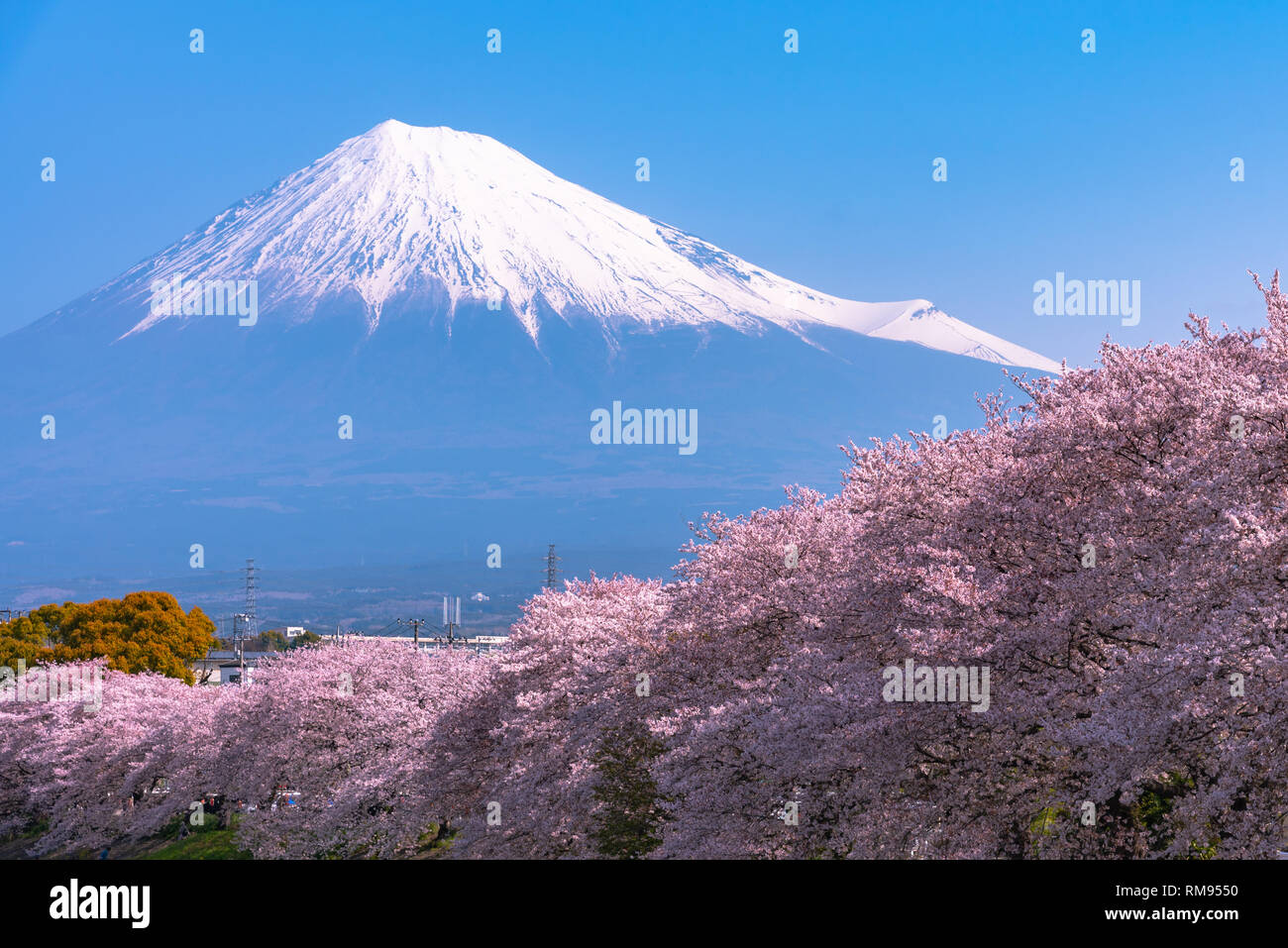 Il monte Fuji ( Mt. Fuji ) con Sakura cherry blossom presso il fiume al mattino, Shizuoka, Giappone. Foto Stock