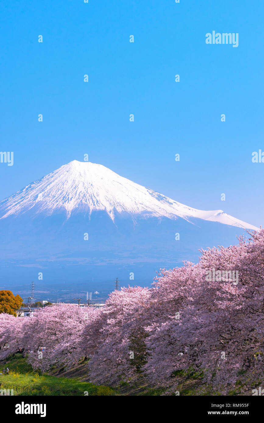 Il monte Fuji ( Mt. Fuji ) con Sakura cherry blossom presso il fiume al mattino, Shizuoka, Giappone. Foto Stock