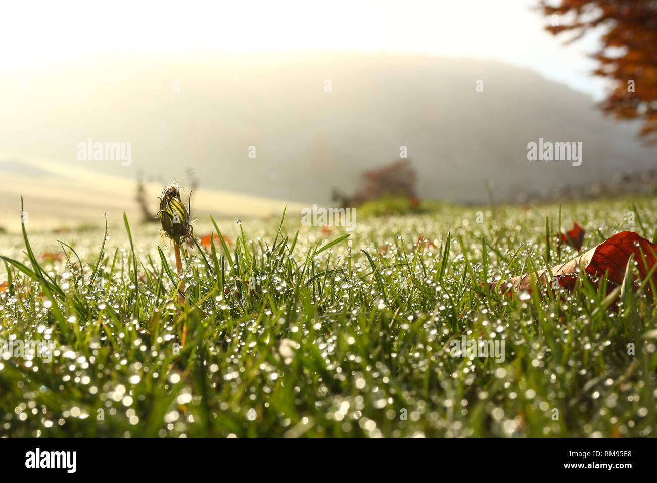 La rugiada sull'erba in presenza di luce solare con piacevole effetto di sfocatura Foto Stock