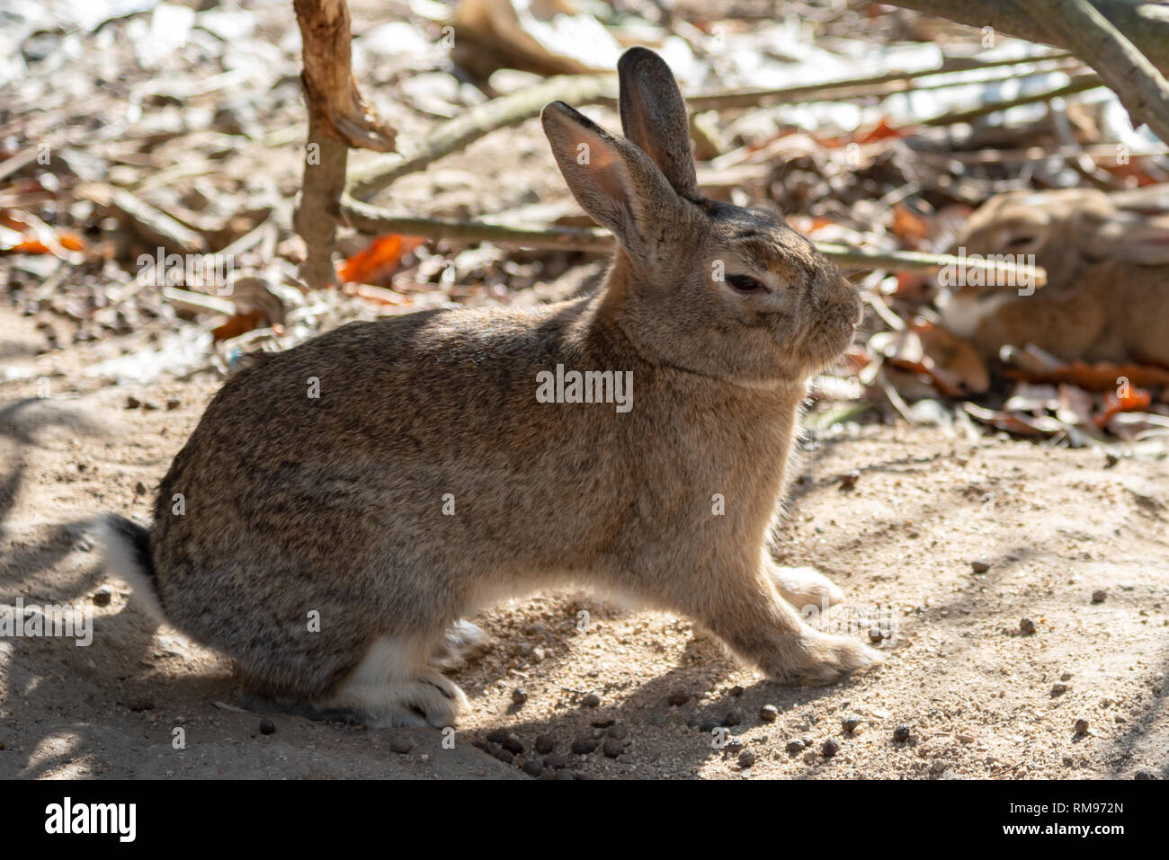 Graziosi conigli selvatici sull isola di Okunoshima nella soleggiata weaher, come noto come l ' isola dei Conigli '. Foto Stock