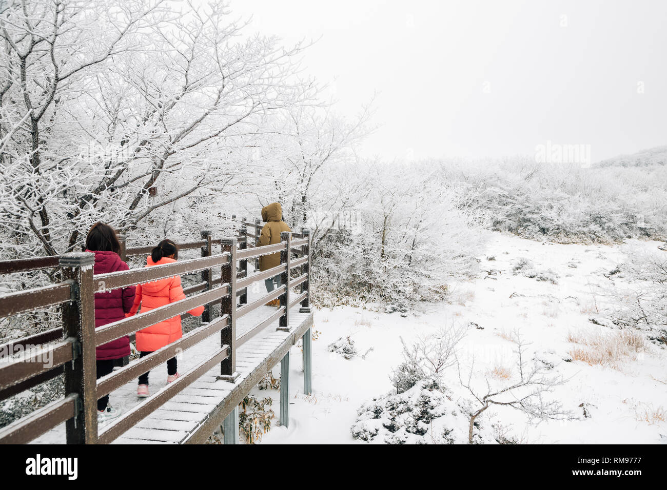 Nevoso inverno montagna Hallasan 1100 highland in Jeju Island, Corea Foto Stock