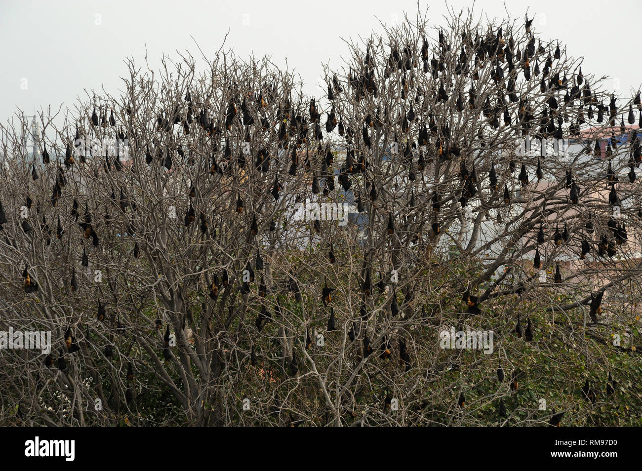 I pipistrelli appesi sugli alberi, Kanyakumari, Tamil Nadu, India, Asia Foto Stock