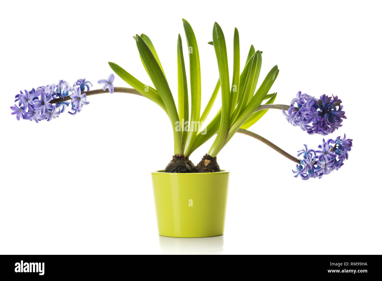 Comune di fiori di giacinto in verde vaso di fiori isolati su sfondo bianco Foto Stock