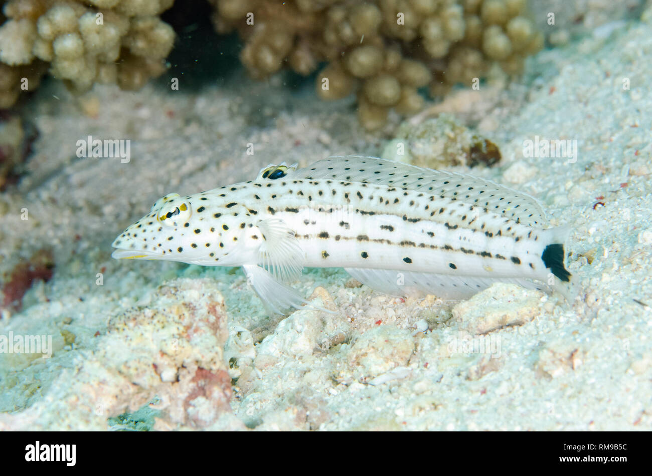 Chiazzato Sandperch, Parapercis hexophthalma, Tanjung Bacatan sito di immersione, off Kawula isola vicino Alor, Indonesia, Oceano Indiano Foto Stock