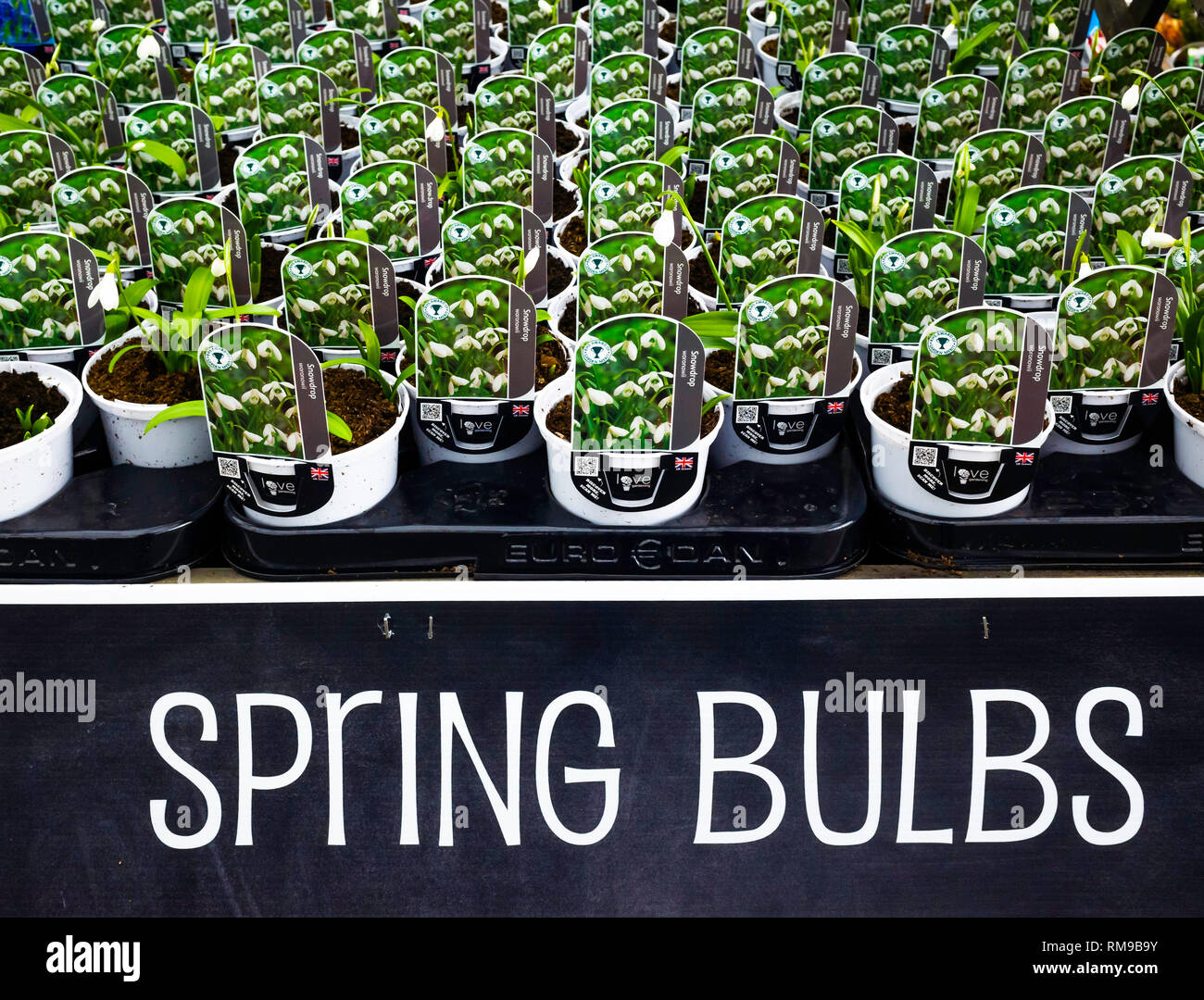 Garden Center display lampadine a molla bianchi bucaneve Galanthus woronowii per la vendita come biancheria da letto le piante per la semina primaverile Foto Stock