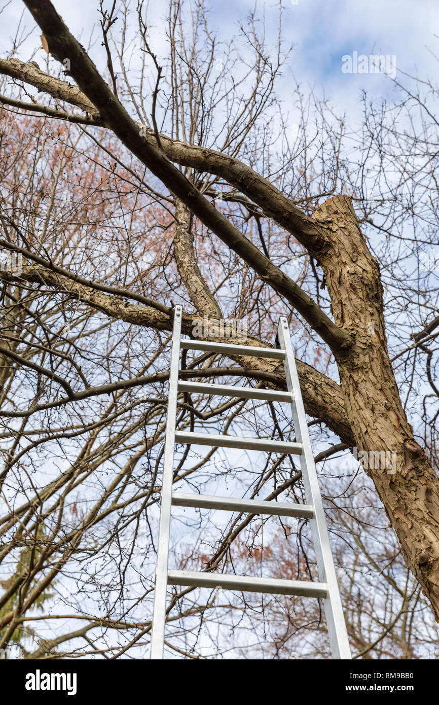 La scala che conduce in un albero senza foglie Foto Stock