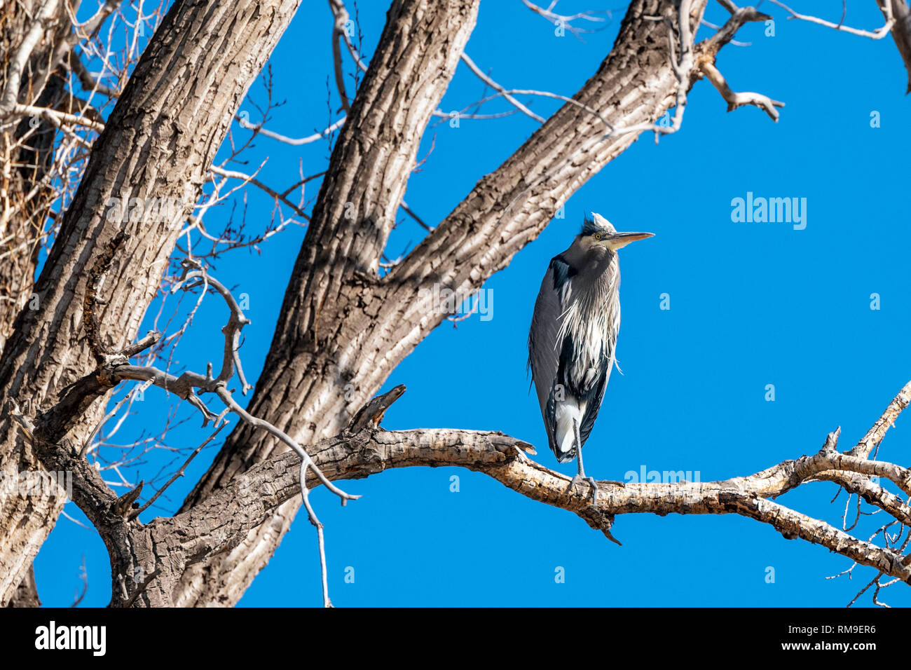 Airone blu sono ' appollaiati in un albero di pioppi neri americani lungo il sud Arkansas River; Ardea erodiade; Pelecaniformes; Ardeidi; Vandaveer Ranch; centrale Colo Foto Stock