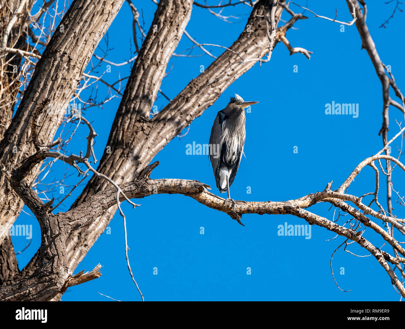 Airone blu sono ' appollaiati in un albero di pioppi neri americani lungo il sud Arkansas River; Ardea erodiade; Pelecaniformes; Ardeidi; Vandaveer Ranch; centrale Colo Foto Stock