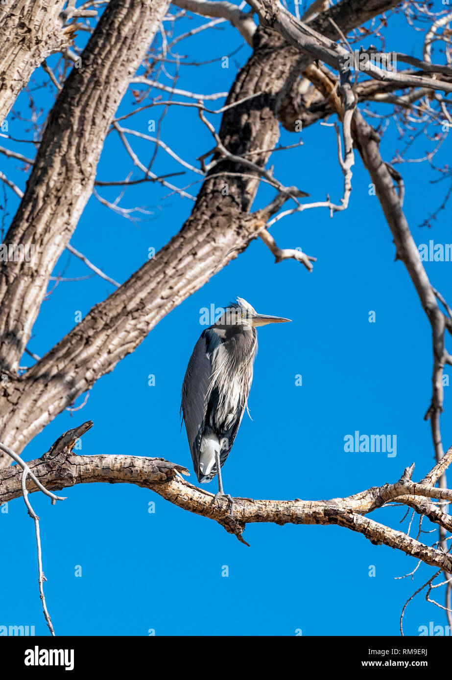 Airone blu sono ' appollaiati in un albero di pioppi neri americani lungo il sud Arkansas River; Ardea erodiade; Pelecaniformes; Ardeidi; Vandaveer Ranch; centrale Colo Foto Stock