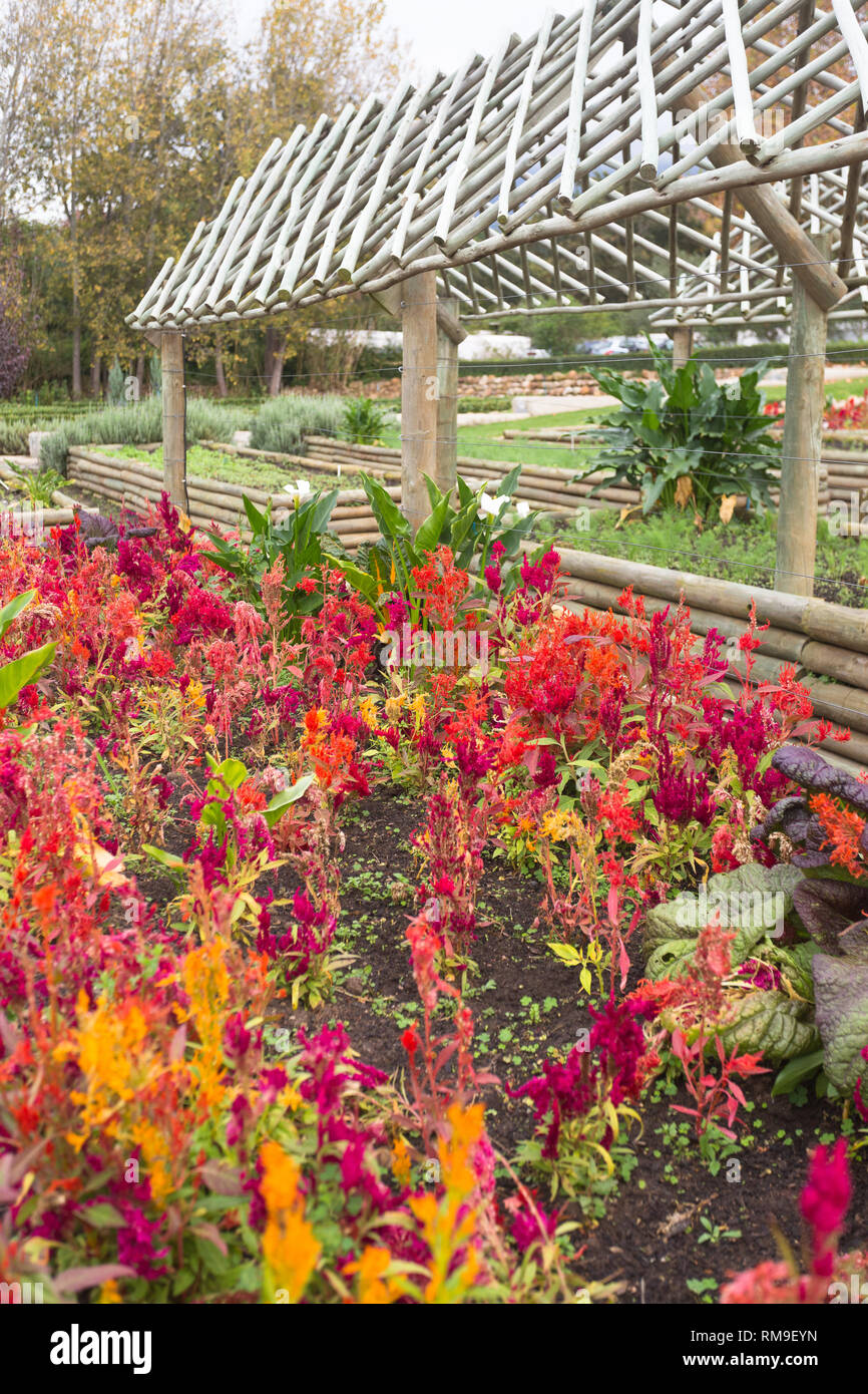 Il cibo o il giardino cucina in autunno con brillanti e fiori luminosi, erbe e verdure a foglia a Boschendal, Cape Winelands, Sud Africa Foto Stock