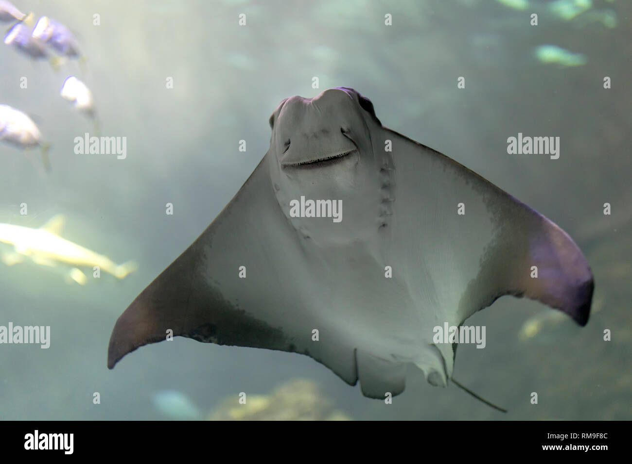 Cownose Ray nuoto a Ripley's acquario, a Toronto, Canada Foto Stock