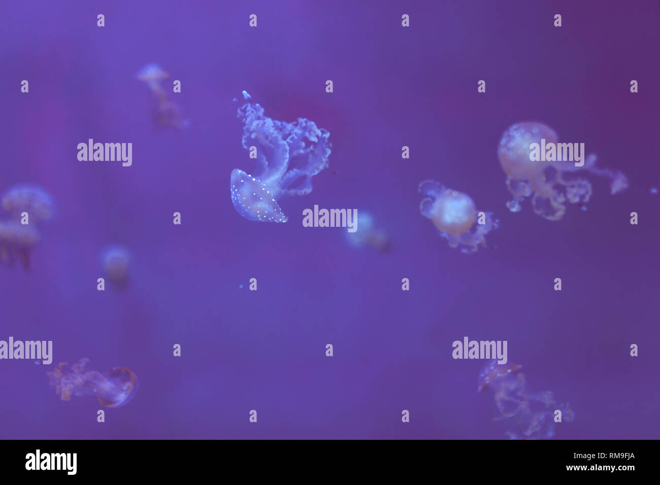 White-spotted medusa (Phyllorhiza punctata), noto anche come Australian spotted meduse, galleggiare dolcemente in kreisel serbatoio, a Ripley's Aquar Foto Stock