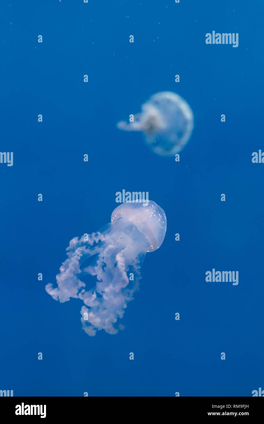 White-spotted medusa (Phyllorhiza punctata), noto anche come Australian spotted meduse, galleggiare dolcemente in kreisel serbatoio, a Ripley's Aquar Foto Stock