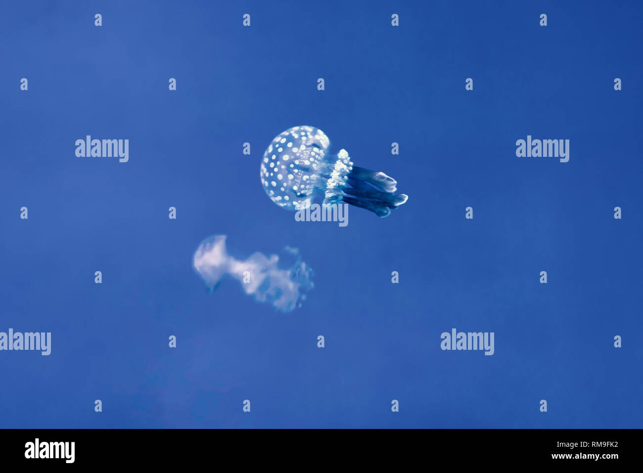 White-spotted medusa (Phyllorhiza punctata), noto anche come Australian spotted meduse, galleggiare dolcemente in kreisel serbatoio, a Ripley's Aquar Foto Stock