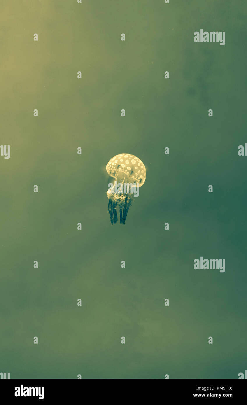 White-spotted medusa (Phyllorhiza punctata), noto anche come Australian spotted meduse, galleggiare dolcemente in kreisel serbatoio, a Ripley's Aquar Foto Stock