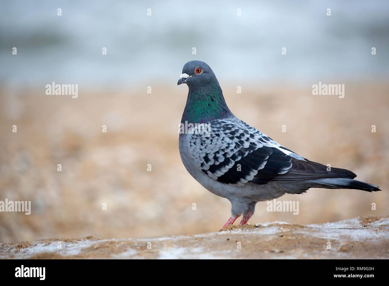 Pigeon nel selvaggio Foto Stock