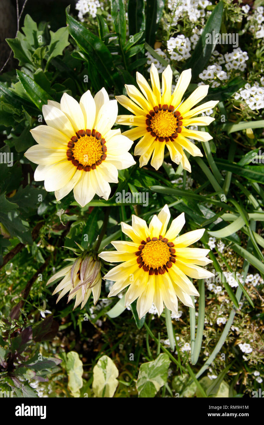 Giallo Gazania lo spuntar del giorno e bianco Alyssum "tappeto di neve" fiori Foto Stock