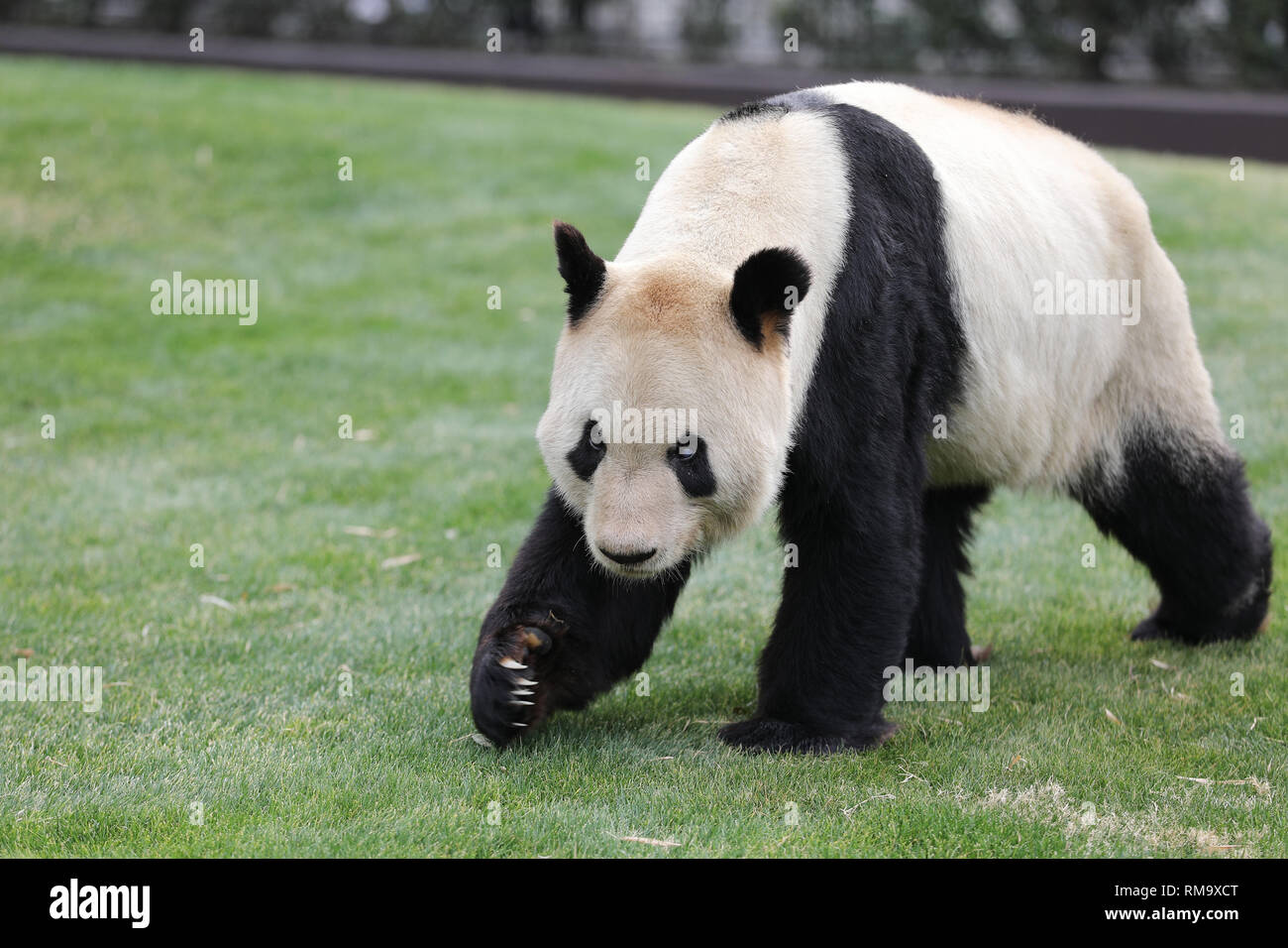 Wakayama, Giappone. Xiv Feb, 2019. Panda gigante Eimei wanders all'avventura nel mondo di Shirahama, Wakayama, Giappone, 14 febbraio, 2019. Eimei, 26 anni, ha ricevuto un cuscino fatto di bambù fresco e gunny borsa giapponese scritto parole "Noi amiamo Eimei', e a forma di cuore ghiaccio come regali di San Valentino. Credito: Du Natalino/Xinhua/Alamy Live News Foto Stock