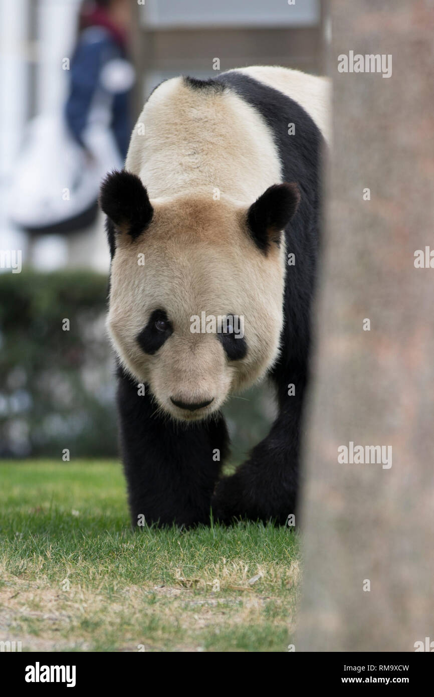 Wakayama, Giappone. Xiv Feb, 2019. Panda gigante Eimei wanders all'avventura nel mondo di Shirahama, Wakayama, Giappone, 14 febbraio, 2019. Eimei, 26 anni, ha ricevuto un cuscino fatto di bambù fresco e gunny borsa giapponese scritto parole "Noi amiamo Eimei', e a forma di cuore ghiaccio come regali di San Valentino. Credito: Du Natalino/Xinhua/Alamy Live News Foto Stock