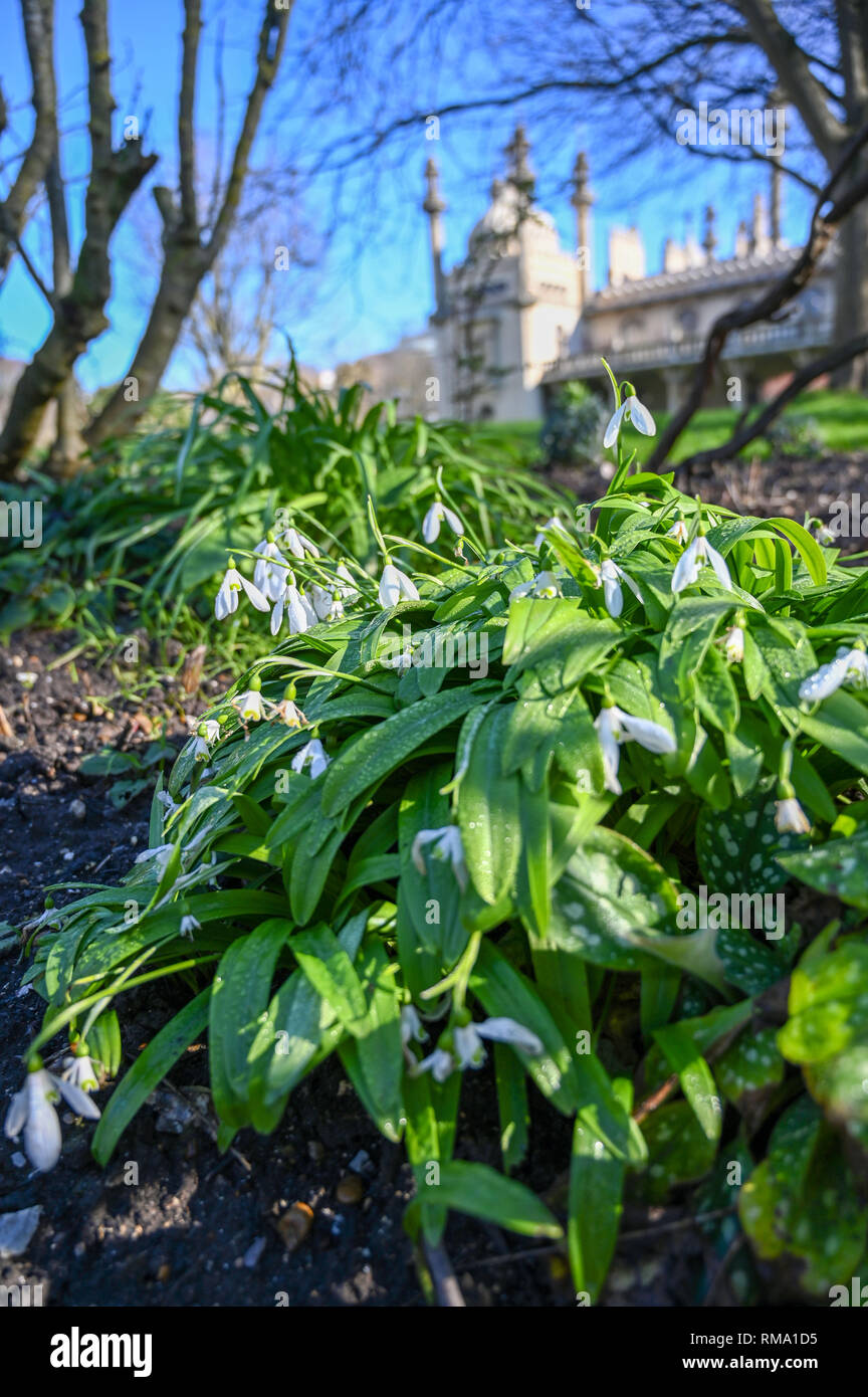 Brighton Regno Unito 14 Febbraio 2019 - Bucaneve in fiore dal Royal Pavilion in Brighton mite clima caldo è previsto a diffondere in tutta la Gran Bretagna con temperature attese per raggiungere la metà teens centigradi in alcune aree Credito: Simon Dack/Alamy Live News Foto Stock