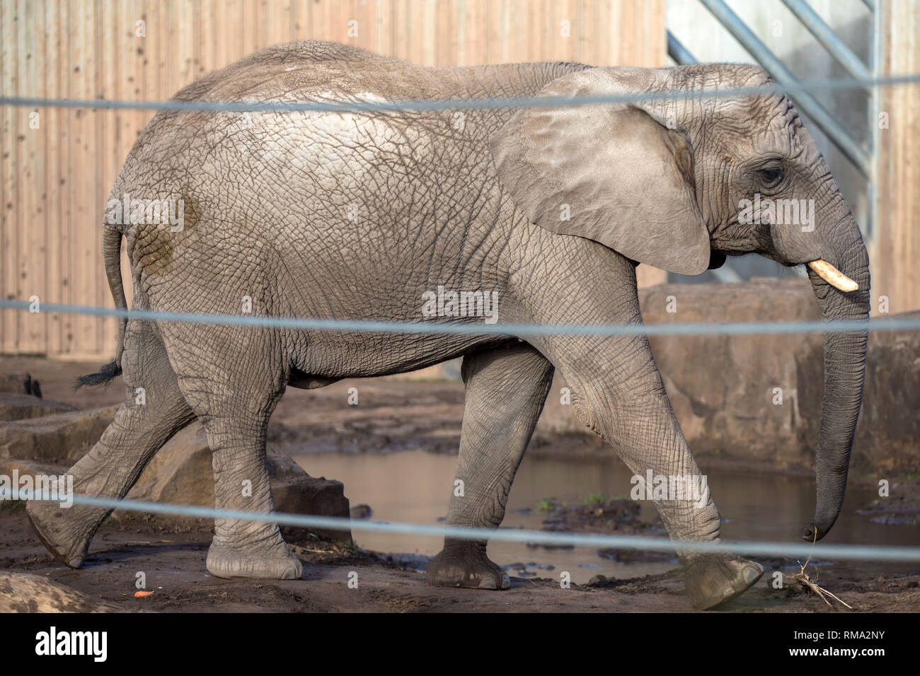 Erfurt, Germania. Xiv Feb, 2019. Elefante mucca Chupa passeggiate attraverso il contenitore nella nuova casa di elefante a Erfurt Zoo Park. Il pachiderma è in stato di gravidanza e dovrebbe partorire un vitello nel luglio/agosto 2020 dopo un periodo di gestazione di 22 mesi. Credito: Michael Reichel/dpa/Alamy Live News Foto Stock