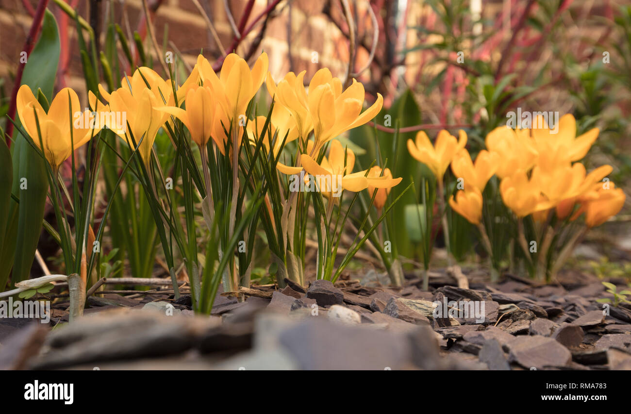 Londra, Regno Unito. 14 febbraio 2019. Olandese di grande fioritura crocus Giallo Dorato AGM, fioritura da due a tre settimane agli inizi di un suburban Londra giardino, crescendo attraverso viola ardesia con steli argenteo. Credito: Joe Kuis /Alamy Live News Foto Stock