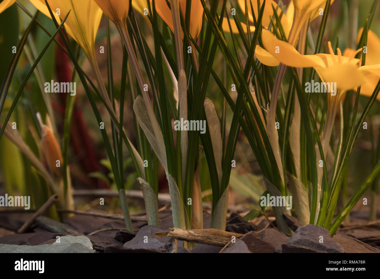 Londra, Regno Unito. 14 febbraio 2019. Olandese di grande fioritura crocus Giallo Dorato AGM, fioritura da due a tre settimane agli inizi di un suburban Londra giardino, crescendo attraverso il blu ardesia con steli argenteo. Credito: Joe Kuis /Alamy Live News Foto Stock
