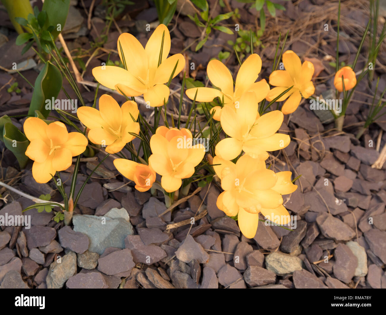 Londra, Regno Unito. 14 febbraio 2019. Olandese di grande fioritura crocus Giallo Dorato AGM, fioritura da due a tre settimane agli inizi di un suburban Londra giardino, crescendo attraverso viola ardesia con steli argenteo. Credito: Joe Kuis /Alamy Live News Foto Stock