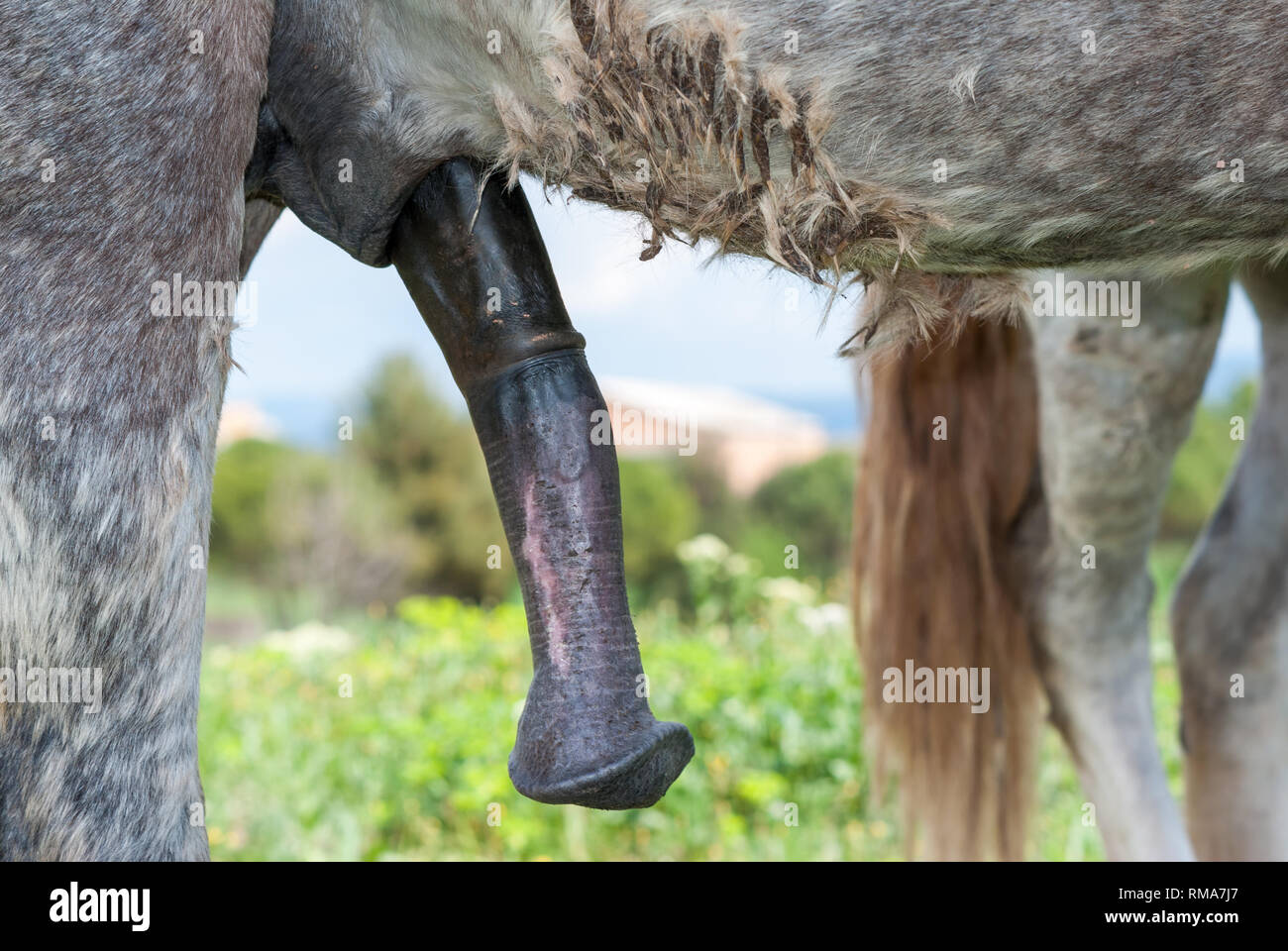 Camargue a cavallo con pene eretto Foto stock - Alamy