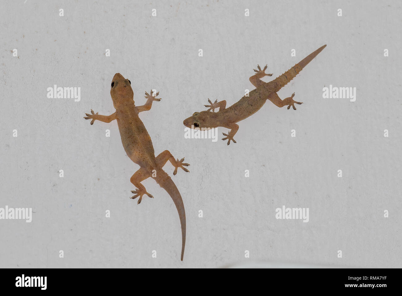 Casa tropicale Gecko Foto Stock