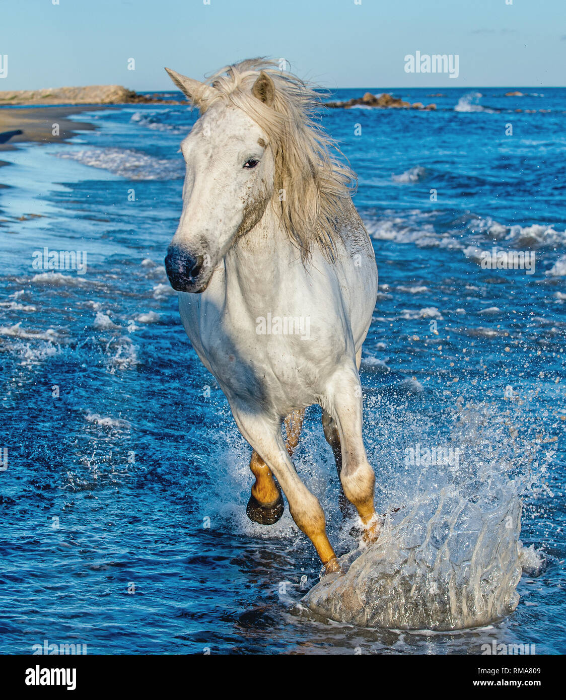 Camargue bianco cavallo al galoppo sulle acque blu del mare. Foto Stock