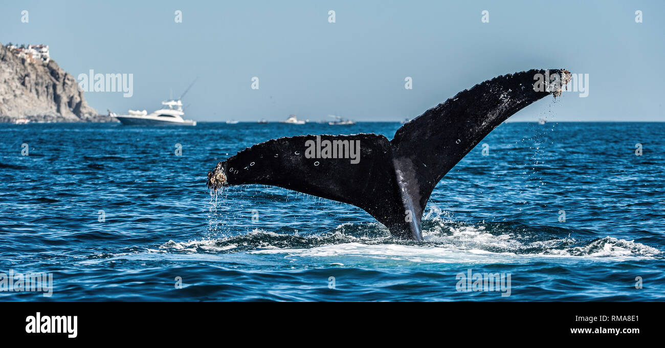 Pinna caudale del possente Humpback Whale (Megaptera novaeangliae). Foto Stock