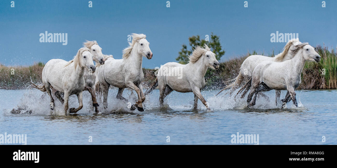 White Camargue cavalli al galoppo sull'acqua. Foto Stock