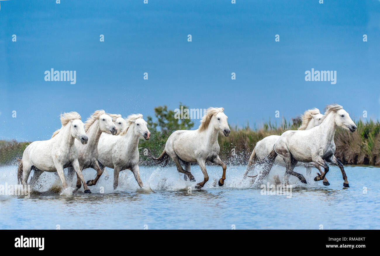 White Camargue cavalli al galoppo sull'acqua. Foto Stock