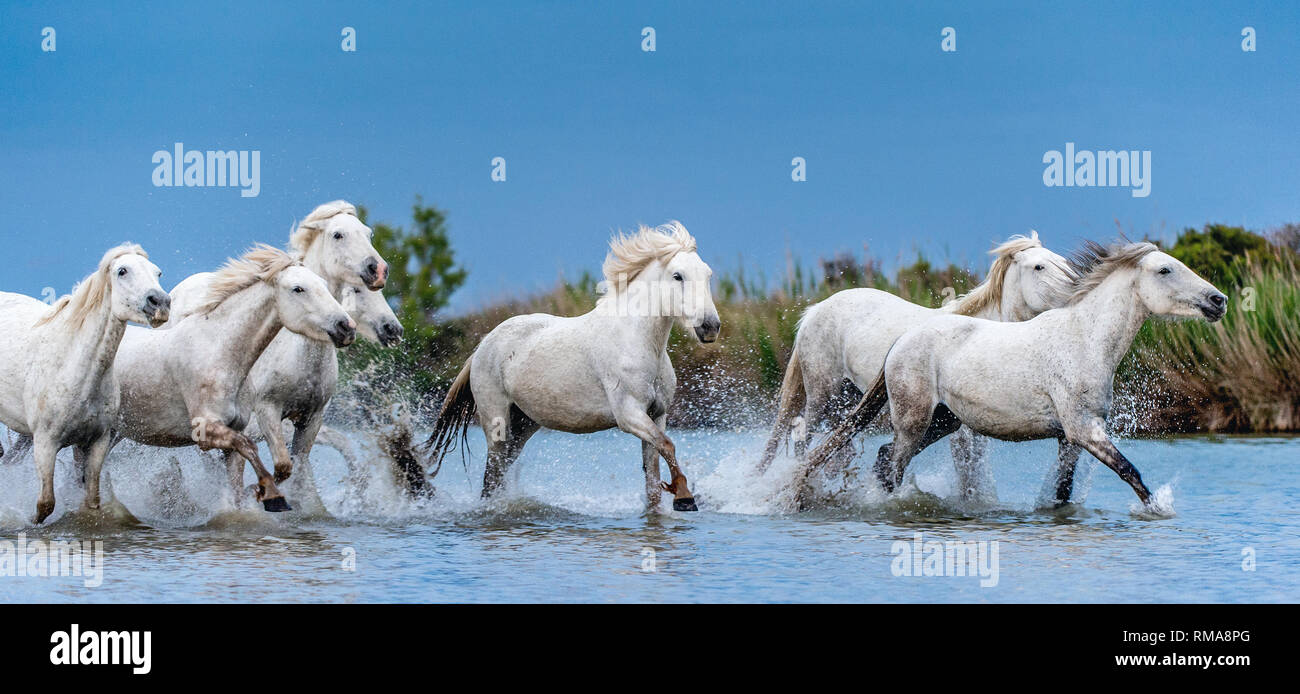 White Camargue cavalli al galoppo sull'acqua. Foto Stock