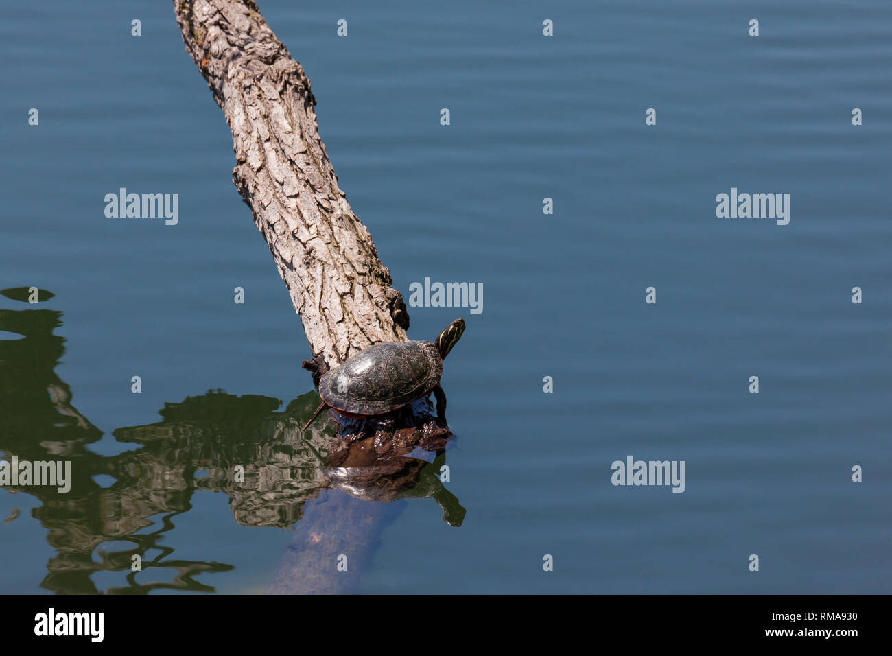 Un western pond turtle poggiano su un ramo di albero appena fuori dell'acqua calma per avere un po' di sole primaverile. Foto Stock