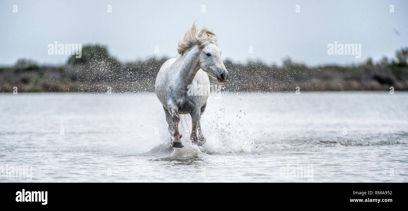 Camargue bianco cavallo al galoppo sull'acqua. Parc Regional de Camargue - Provenza, Francia Foto Stock